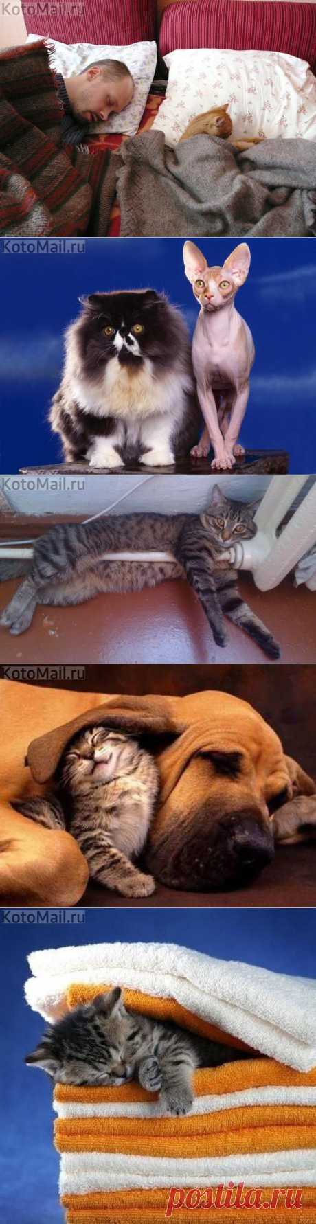 ЕЩЁ КОТЭ | KotoMail.ru