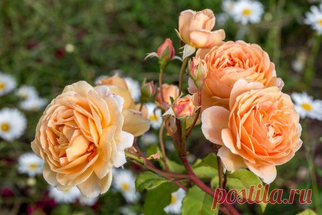 Английские розы Остина: лучшие сорта и правила ухода — Ботаничка