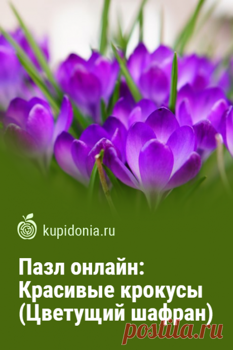 Пазл онлайн: Красивые крокусы (Цветущий шафран). Красивый яркий пазл онлайн с цветущим шафраном из серии «Садовый цветы». Собери пазл на сайте!