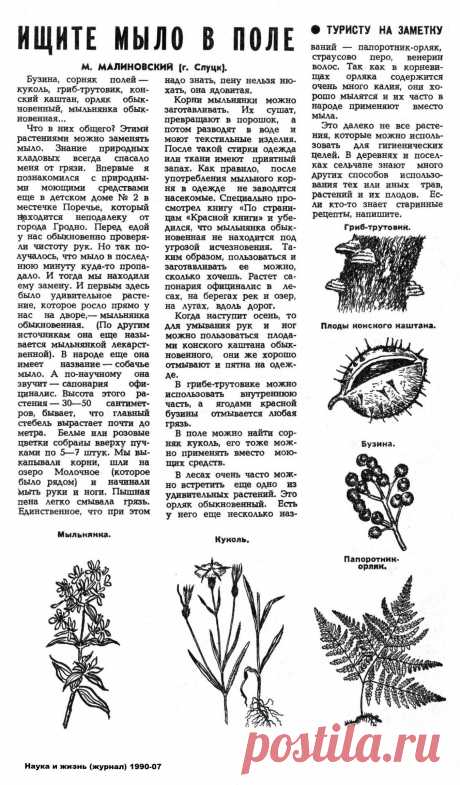 Растения вместо мыла