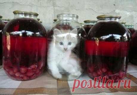 Я- Компот - / Изысканные кулинарные рецепты