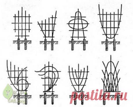 красивые опоры для плетистых роз - Поиск в Google