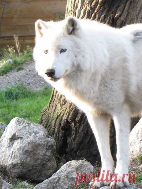 Wolf  Free Stock Photo HD - Public Domain Pictures