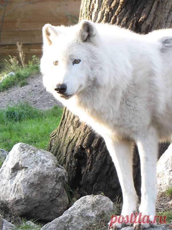 Wolf  Free Stock Photo HD - Public Domain Pictures