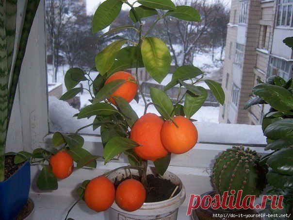 Как вырастить МАНДАРИН из косточки в домашних условиях?.