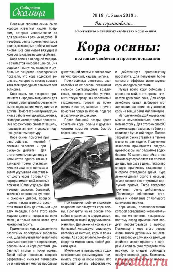 Кора осины: полезные свойства и противопоказания