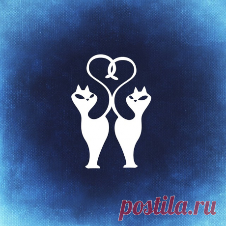 Бесплатные фото на Pixabay - Кошка, Любовь, Единение, Милый