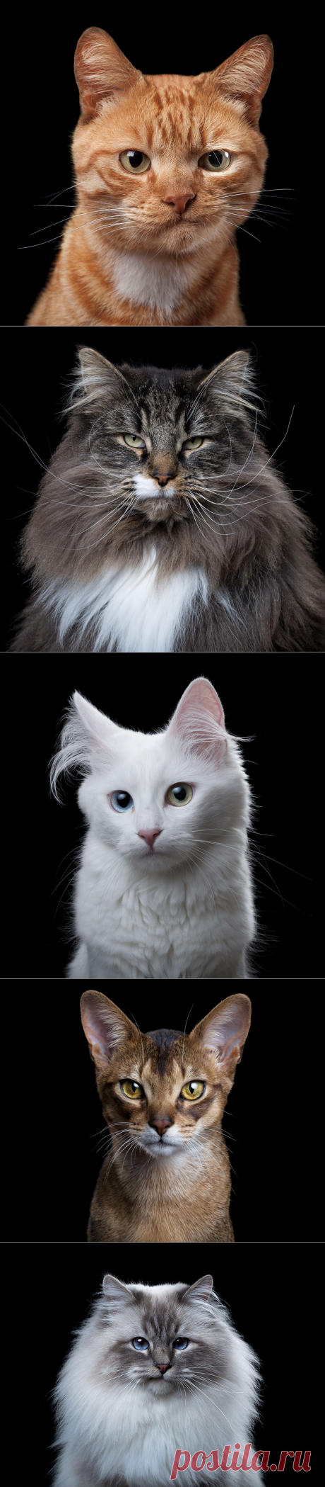 Фотограф снимает примечательные портреты котов, подчеркивающие их личность