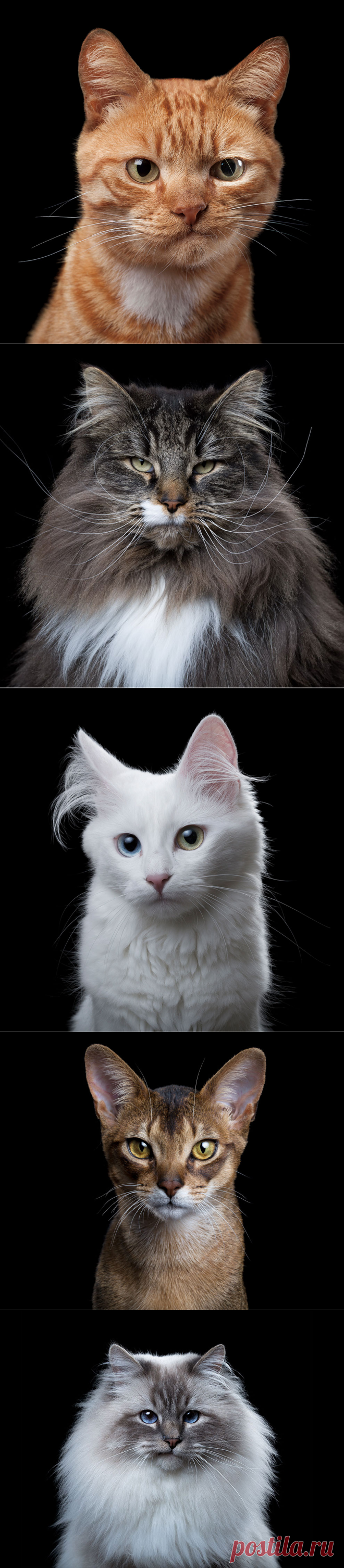 Фотограф снимает примечательные портреты котов, подчеркивающие их личность