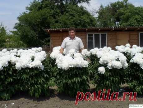 Приумножаем красоту пион
