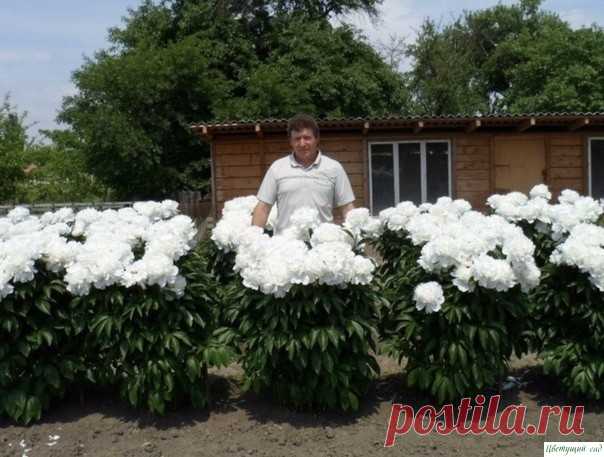 Приумножаем красоту пион