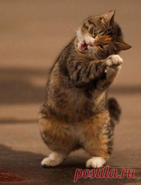 Счастливый котик