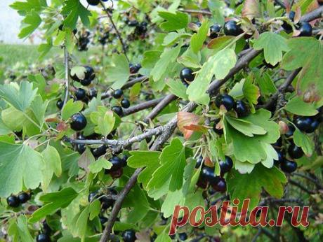 Золотистая смородина - неприхотлива и так же полезна, как садовая