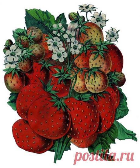 Фруктово-ягодная подборка