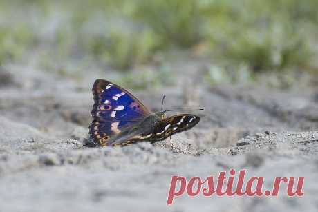 Киселёв Андрей :: Переливница(Apatura ilia.) :: Макро :: Галерея :: Клуб Foto.ru