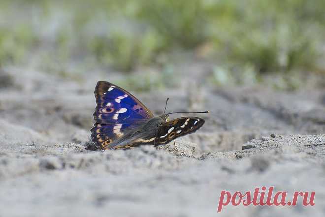 Киселёв Андрей :: Переливница(Apatura ilia.) :: Макро :: Галерея :: Клуб Foto.ru