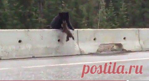 Мама медведь спасла своего медвежонка - видео | Дай лапку