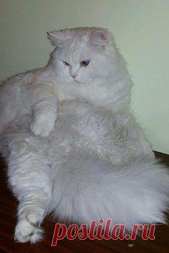 -Пушистики и наши Лучшие друзья :)) – roman-eli шимон механин добавил 3 фотографии в альбом Покажи нам брюшко(фото с котьками...