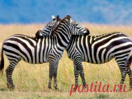 флора и фауна танзании – Google Поиск