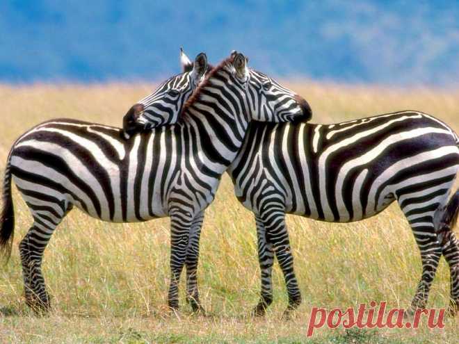 флора и фауна танзании – Google Поиск