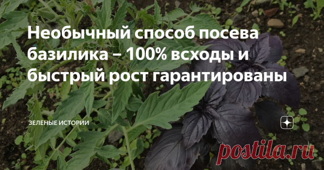 Необычный способ посева базилика – 100% всходы и быстрый рост гарантированы Базилик – любимая многими приправа. Я тоже её выращиваю в большом количестве.  Любим в свежем виде и в сушеном. Я много лет применяю необычный способ посева базилика и получаю очень быстрые гарантированные всходы. А затем следует ускоренный рост сеянцев. Сразу же оговорюсь, что я выращиваю базилик рассадным методом. Обязательно подсаживаю его по краям гряд в теплице с томатами. Базилик и помидоры –...