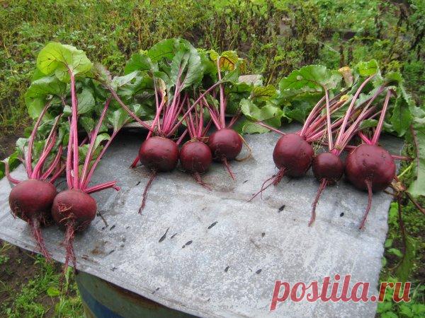 Свекла с отменным вкусом