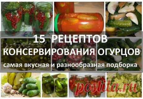 ОГУРЦЫ НА ЗИМУ - 15 рецептов заготовок!!!   **Огурцы с красн/смородиной, В остром томатном соусе, С яблоками (маринованные и малосольные), Соленые на зиму, Маринованные с крыжовником, Соленые без уксуса, Засолка простая, Маринованные огурцы и помидоры, Пальчики оближешь, Маринованный салат из огурцов, Малосольные огурцы с водкой, Острые малосольные, Летний салат на зиму, Ассорти маринованное.