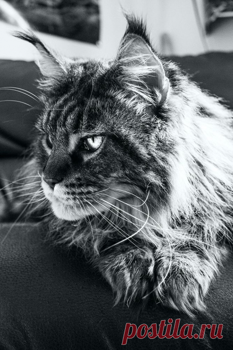 Maine Coon / nando by Conflux 23