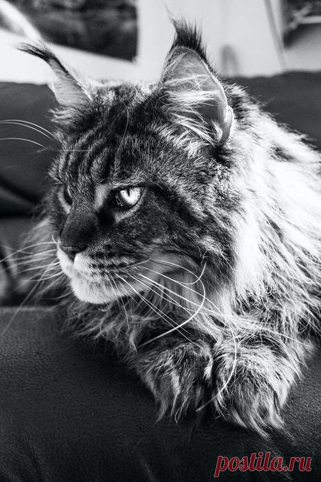 Maine Coon / nando by Conflux 23