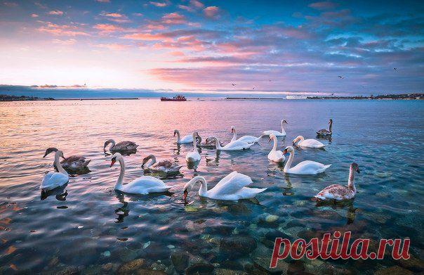 Уже в бухтах Севастополя. Запасаемся хлебом и идем кормить лебедей :)