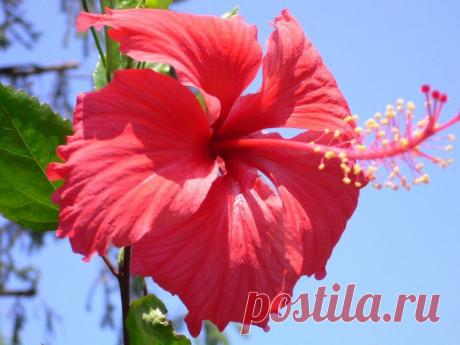 ГИБИСКУС - ЦВЕТОК КРАСАВИЦ... | Самоцветик