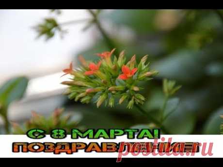 8 марта! Поздравление!