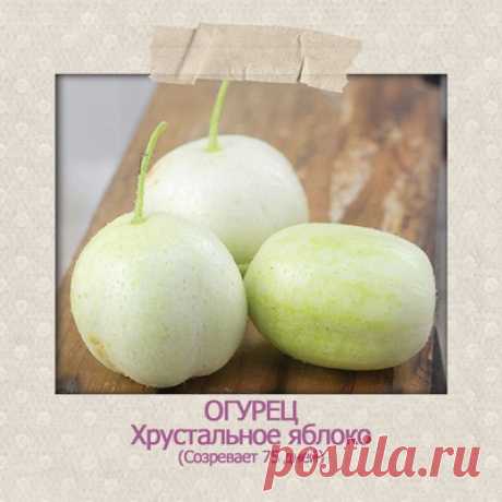 Чудогрядка.рф / Редкие растения / Семена почтой | ВКонтакте