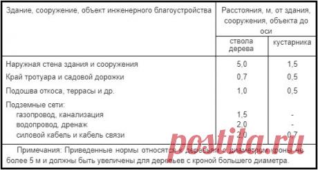 Деревья с сильной корневой системой, которые не сажают около домов (минимальные расстояния от строений) | Строю для себя | Яндекс Дзен