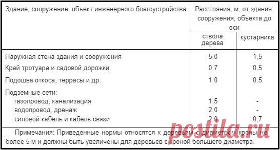 Деревья с сильной корневой системой, которые не сажают около домов (минимальные расстояния от строений) | Строю для себя | Яндекс Дзен