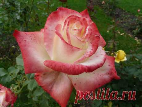 Роза