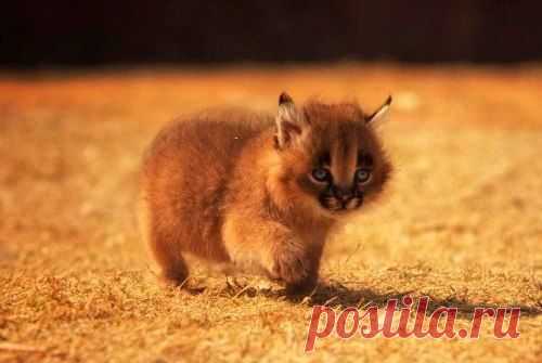природа