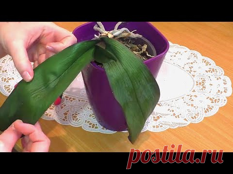 🙀Опешила поняв какая это орхидея👍 Переукоренить Вернуть тургор листьям орхидеи 📌