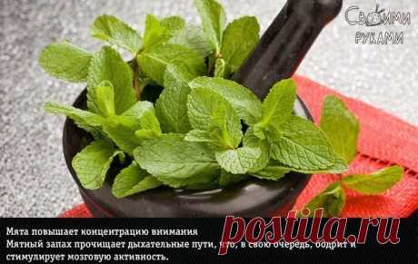 9 природных ароматов, неожиданно меняющие эмоции человека