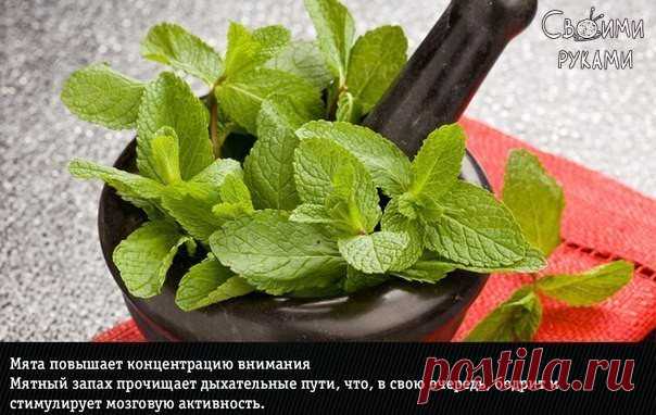 9 природных ароматов, неожиданно меняющие эмоции человека