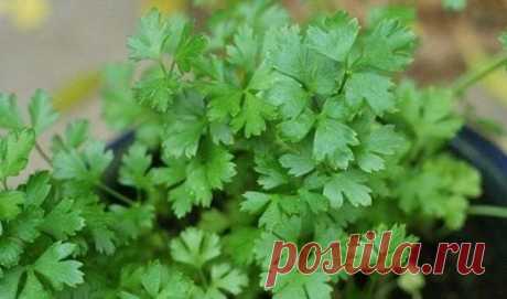 КАК ВЫРАСТИТЬ ПЕТРУШКУ НА ПОДОКОННИКЕ?
Есть маленький секрет, как вырастить петрушку на подоконнике из семян: чтобы семена быстро проросли, перед посевом подержите их (завернутые в марлю) полчаса под проточной теплой водой, а затем замочите еще на сутки.
Семена углубляйте всего лишь на 0,5 см, а сверху прикройте слоем земли не больше 1 см. Пока не появятся всходы, держите емкость с рассадой в темном месте и поливайте через день, умеренно.
После появления всходов переставьте емкость на хорошо осв