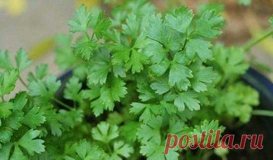 КАК ВЫРАСТИТЬ ПЕТРУШКУ НА ПОДОКОННИКЕ?
Есть маленький секрет, как вырастить петрушку на подоконнике из семян: чтобы семена быстро проросли, перед посевом подержите их (завернутые в марлю) полчаса под проточной теплой водой, а затем замочите еще на сутки.
Семена углубляйте всего лишь на 0,5 см, а сверху прикройте слоем земли не больше 1 см. Пока не появятся всходы, держите емкость с рассадой в темном месте и поливайте через день, умеренно.
После появления всходов переставьте емкость на хорошо осв