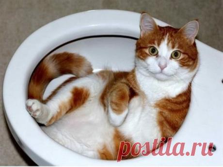 Смешные коты и странные места для отдыха