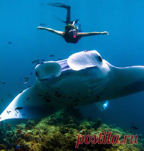Гигантский морской дьявол | Чёрт побери Манта, или гигантский морской дьявол — самый крупный из скатов, ширина тела отдельных особей достигает 9,1 м, а масса крупных экземпляров — до 3 тонн! Поплаваем вместе с ними.   Эти океанодромные рыбы встречаются как в прибрежной зоне, вблизи коралловых рифов и островных групп, так и над глубокими водами на глубине до 120 м вокруг подводных вершин. (Фото Sarah Lee):  Гиганты не опасны, эти рыбы питаются зоопланктоном, отфильтровывая ...