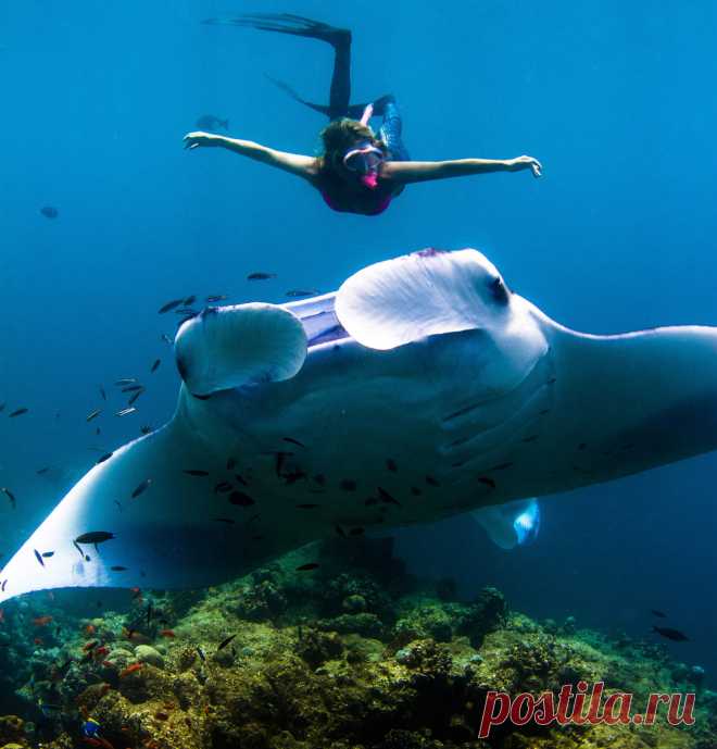 Гигантский морской дьявол | Чёрт побери Манта, или гигантский морской дьявол — самый крупный из скатов, ширина тела отдельных особей достигает 9,1 м, а масса крупных экземпляров — до 3 тонн! Поплаваем вместе с ними.   Эти океанодромные рыбы встречаются как в прибрежной зоне, вблизи коралловых рифов и островных групп, так и над глубокими водами на глубине до 120 м вокруг подводных вершин. (Фото Sarah Lee):  Гиганты не опасны, эти рыбы питаются зоопланктоном, отфильтровывая ...