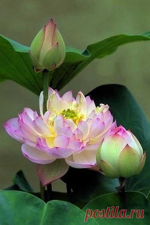 (131) Pinterest