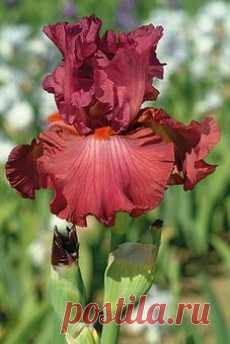 ИРИСЫ