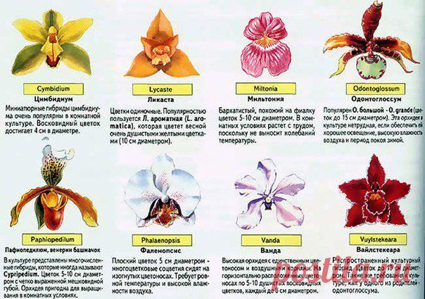 какой должен быть горшок для орхидей - Поиск в Google