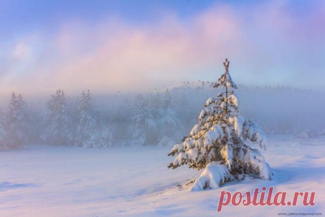 Морозко | National Geographic Россия