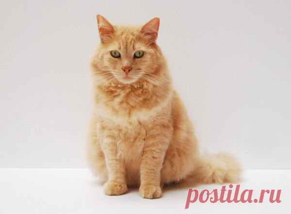 Как узнать возраст кошки? | Ilike.pet | Яндекс Дзен